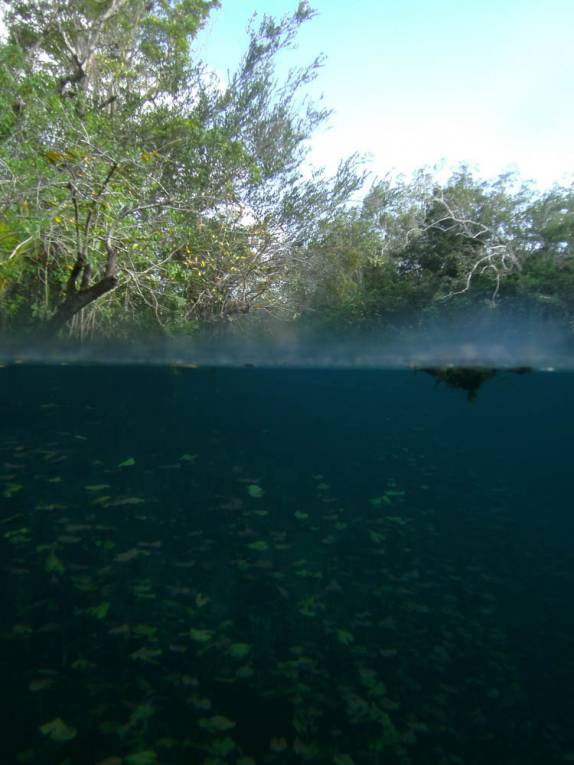Vegetação fora e dentro d'água no Cenote Car Wash, em Tulum, no Yucatán, sul do México